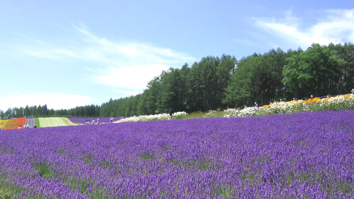 北海道・中富良野町のファーム富田に広がるラベンダー畑